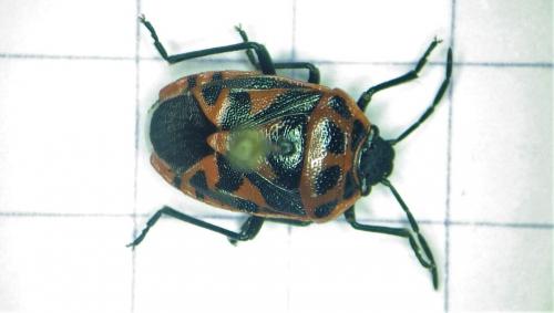 Eurydema ornata